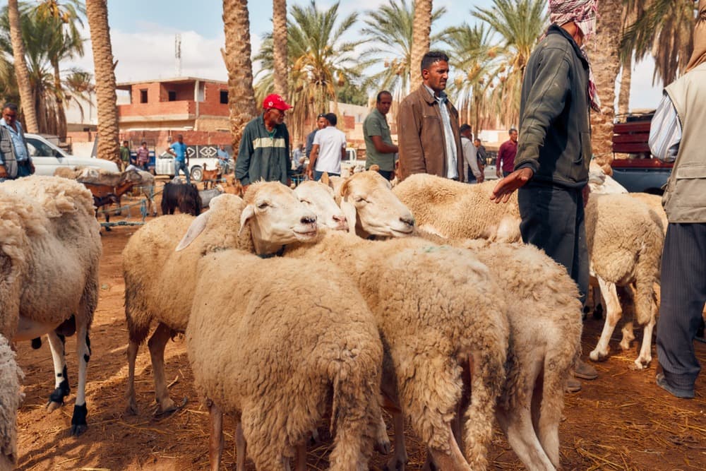 El souk de Douz